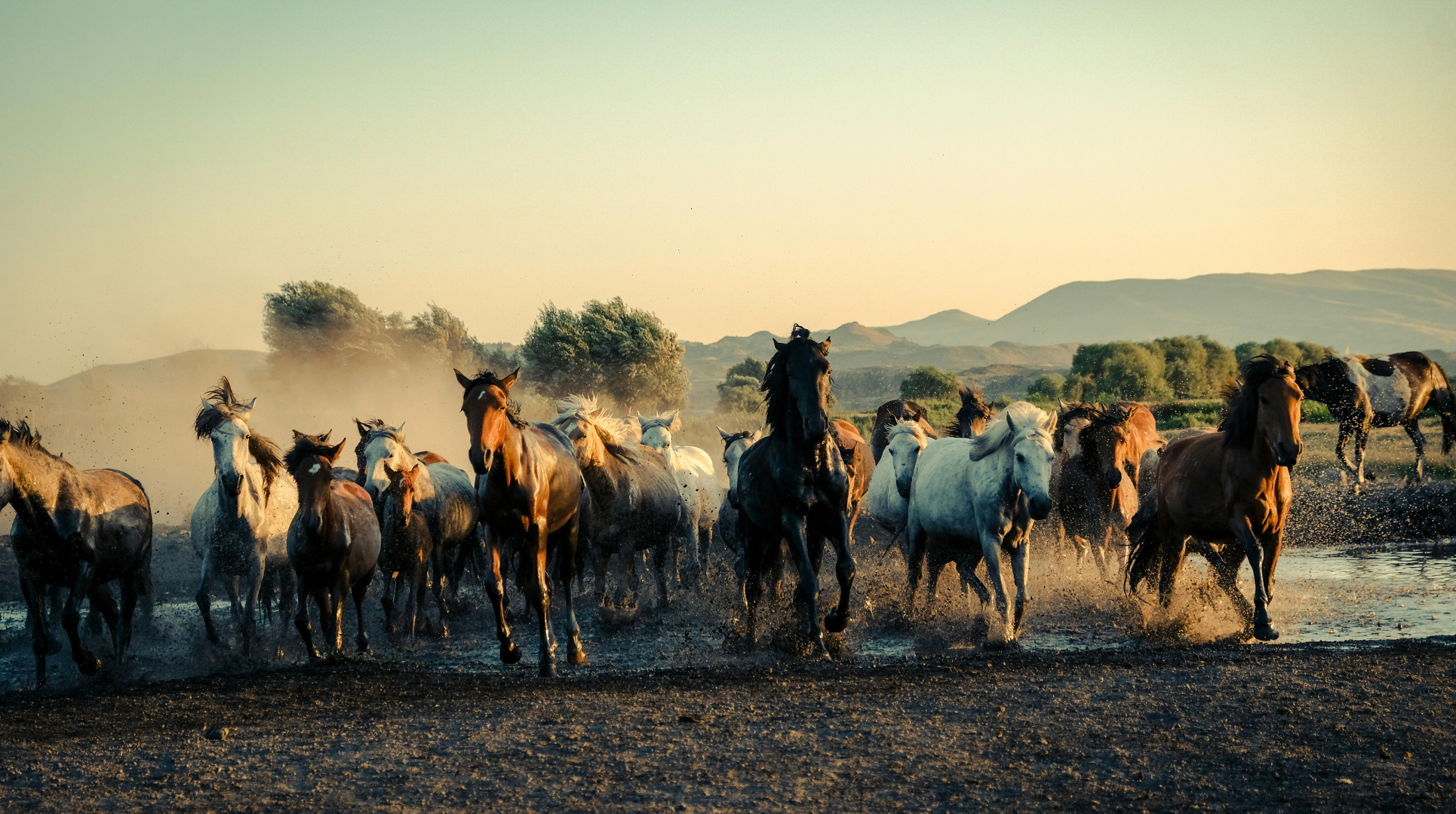 Horse racing background